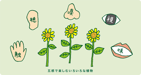 五感で楽しむいろいろな植物